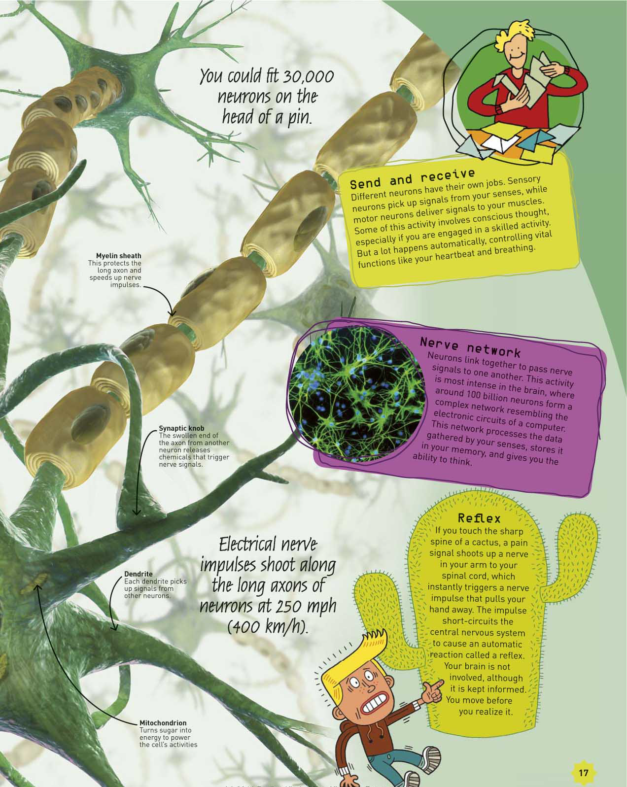 How to Be a Genius - Fireflies