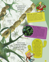 How to Be a Genius - Fireflies